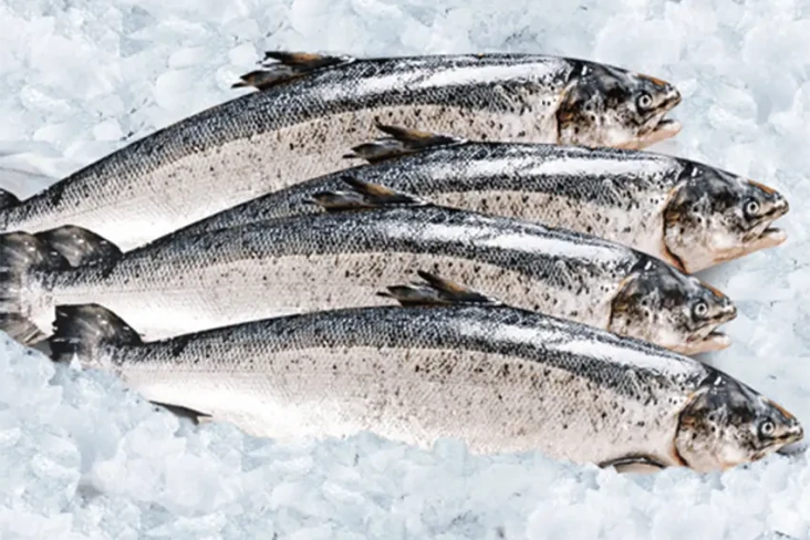 4 Ikan yang Aman Dikonsumsi...