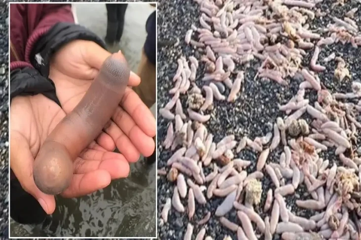 Viral! Ribuan Ikan Penis...