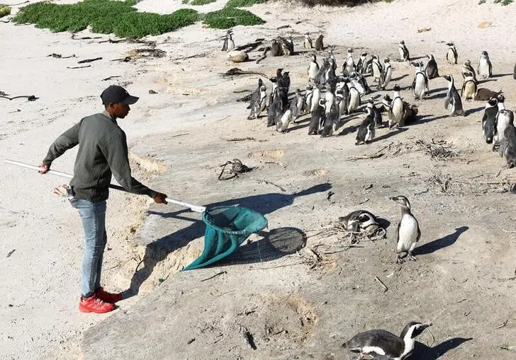2.000 Penguin Ditemukan...