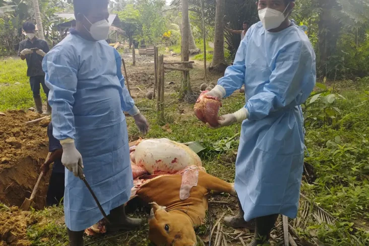 Gawat! 14 Sapi Terjangkit...