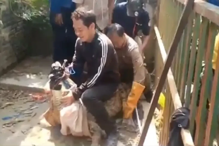 Buaya Muara Buas Memangsa...