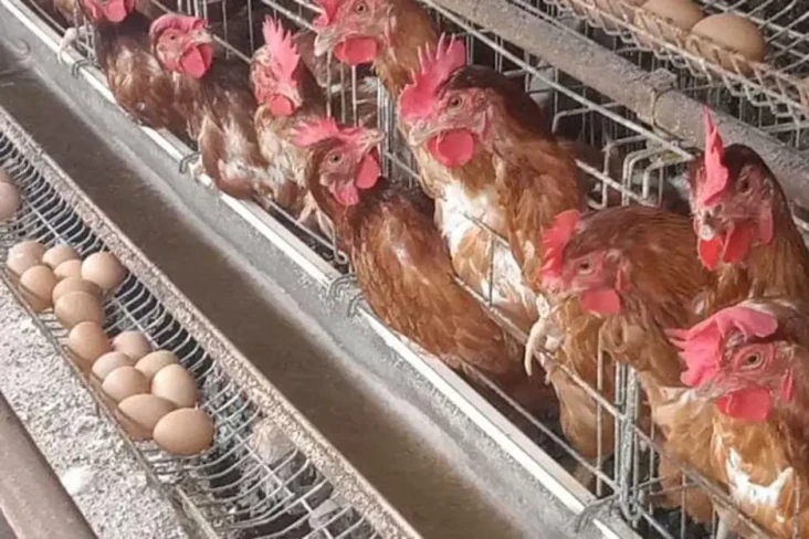 5 Ton Telur Busuk dan...