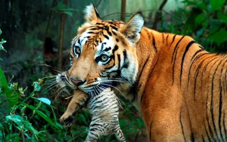 Populasi Harimau Tumbuh...