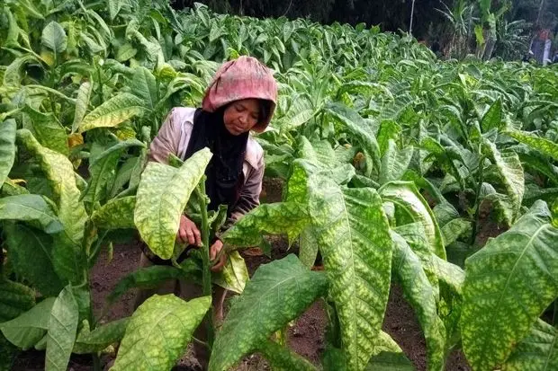 Ketahui Faktanya, Tak...