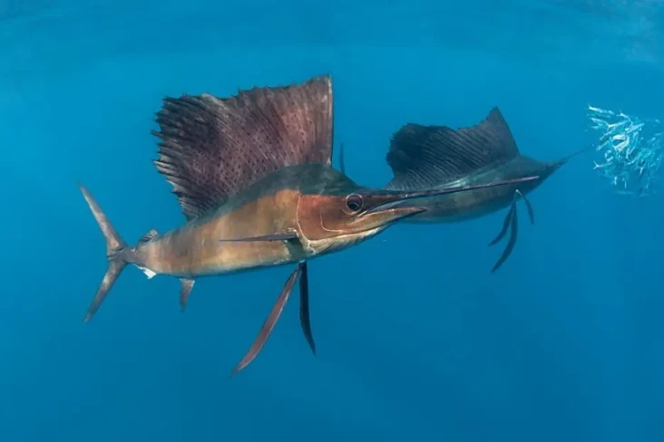 3 Ikan yang Tidak Boleh...