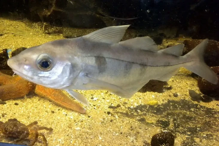 Ikan yang Menurunkan...