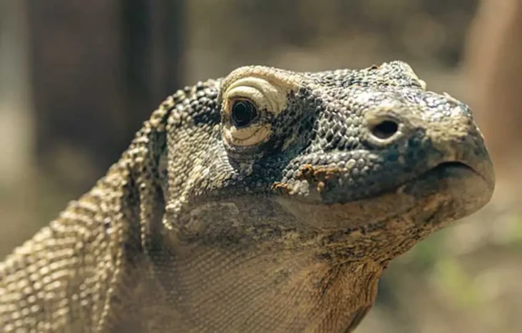 Populasi Komodo Menurun?...