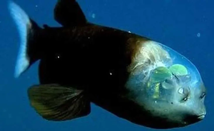 Keanehan Barreleye Fish,...