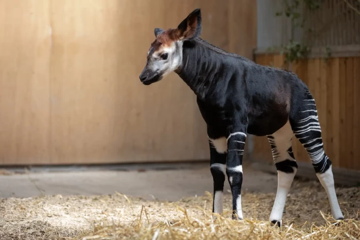 Okapi, Masih Satu Kerabat...
