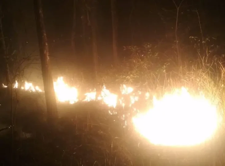 1 Hektare Hutan Jati...