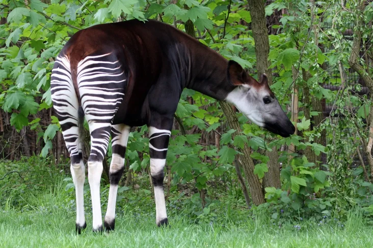 7 Fakta Menarik Okapi,...