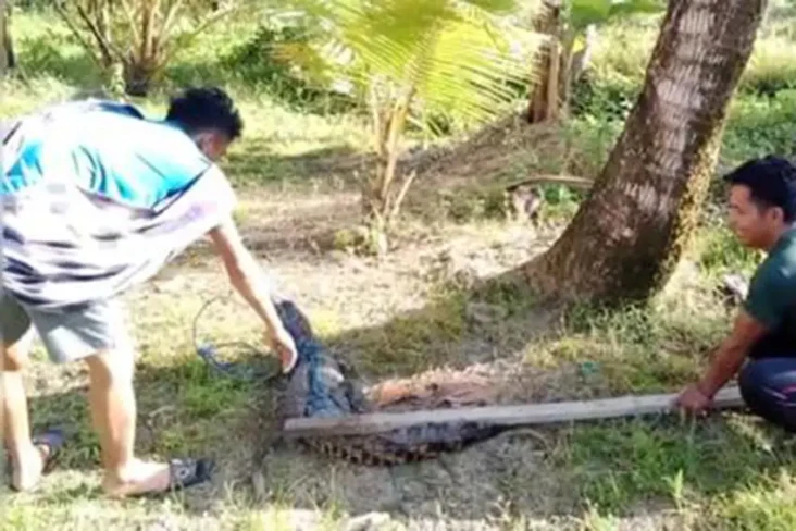 Penampakan Buaya Muara...