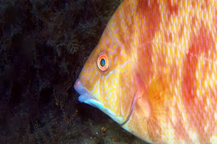 Menakjubkan, Ikan Ini...