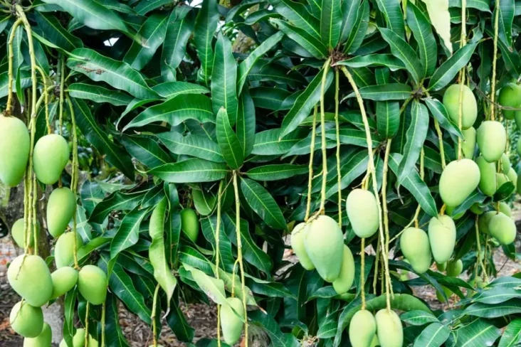 7 Manfaat Daun Mangga...