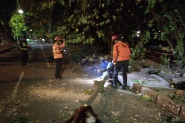 Pohon 12 Meter di Jalan...