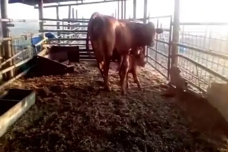 Sapi Betina Merah Pertama...