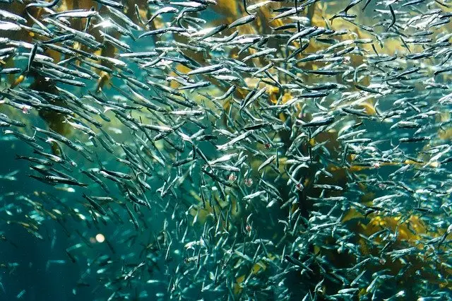 Serang Manusia, Ikan...