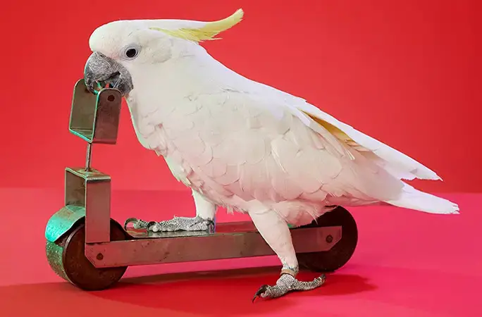 Burung Kakatua Ini Pecahkan...