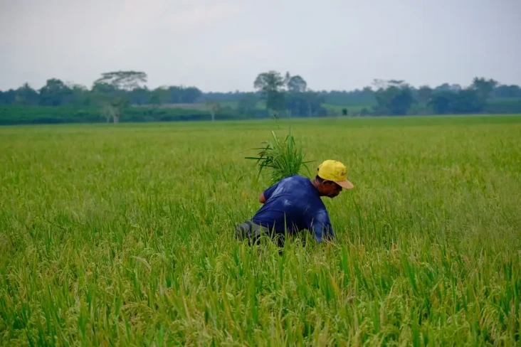 Sejahterakan Petani,...