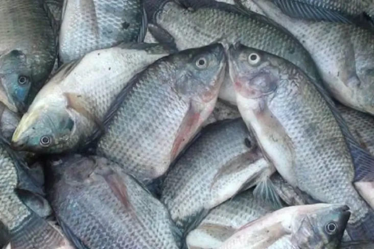 Makan Ikan Setengah...