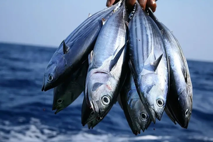 Apakah Semua Ikan Mengandung...