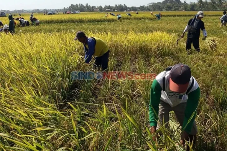 Pengamat Beberkan Fakta-fakta...