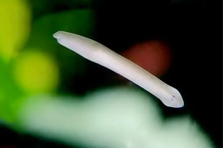 Mengenal Planaria, Hewan...