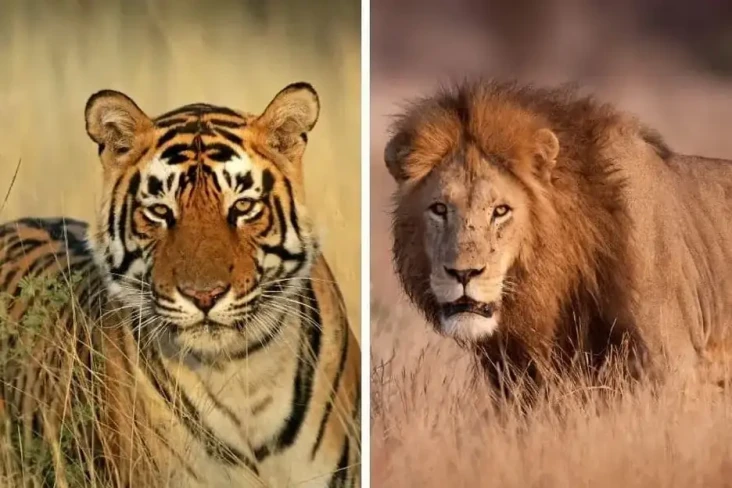 5 Perbandingan Harimau...