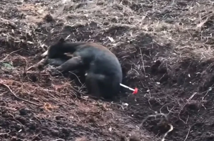 Evakuasi Beruang Madu...