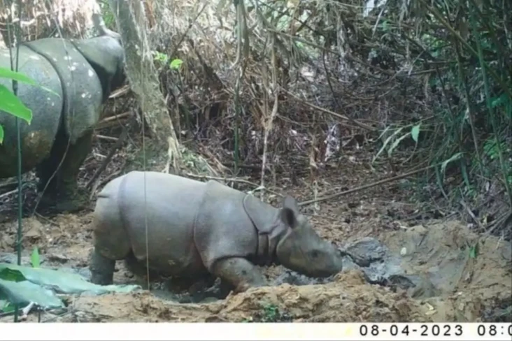 Terancam Punah, Badak...