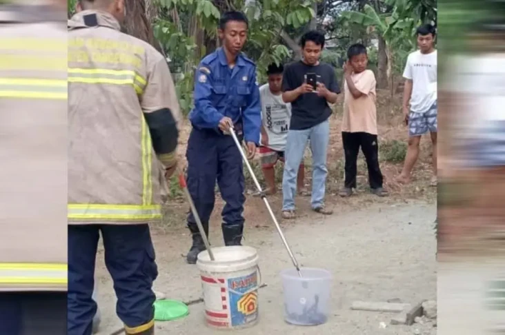 Ngeri! Puluhan Ular...