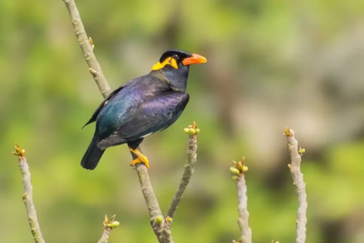 Rahasia Burung Beo Bisa...