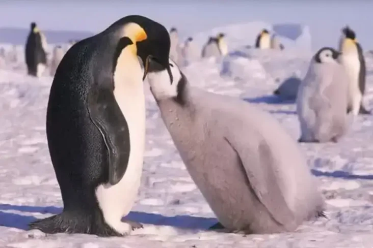 10 Fakta Unik Penguin,...
