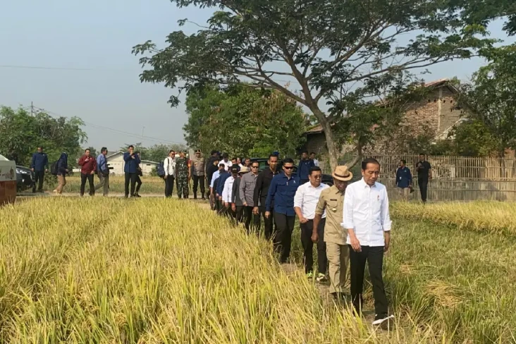 Panen Raya Padi di Subang,...