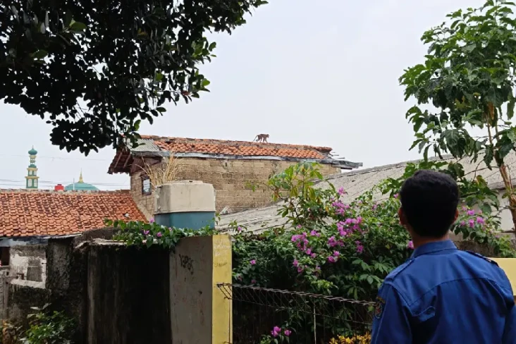 Monyet Liar Serang Permukiman...