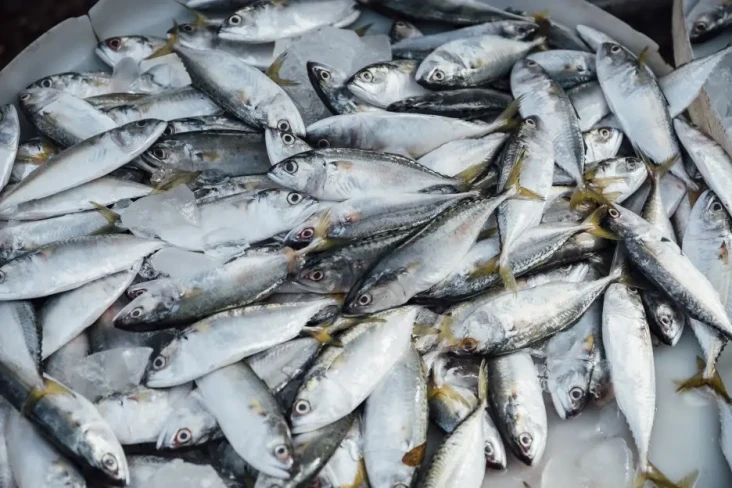 10 Ikan Pasar yang Kaya...