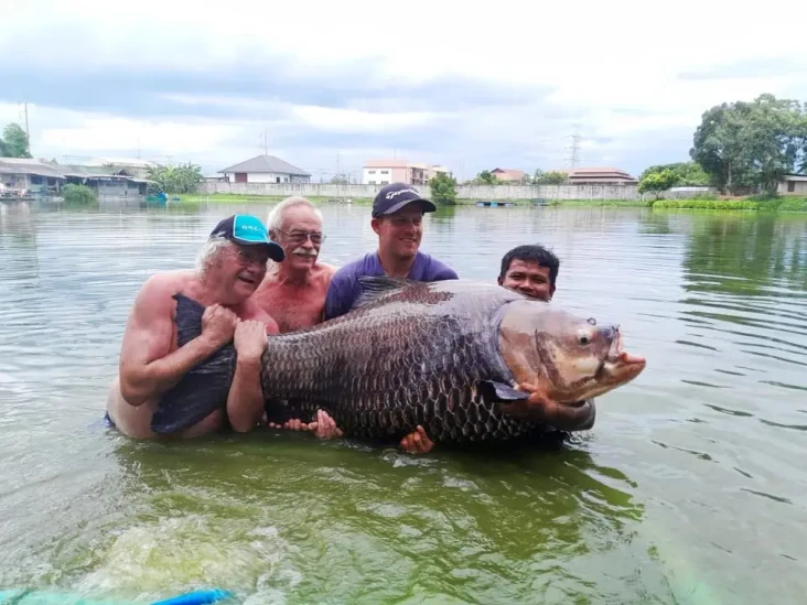 Ikan Mas Siam Terbesar...