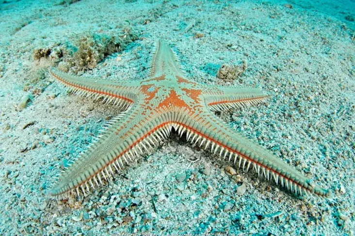 12 Spesies Bintang Laut...