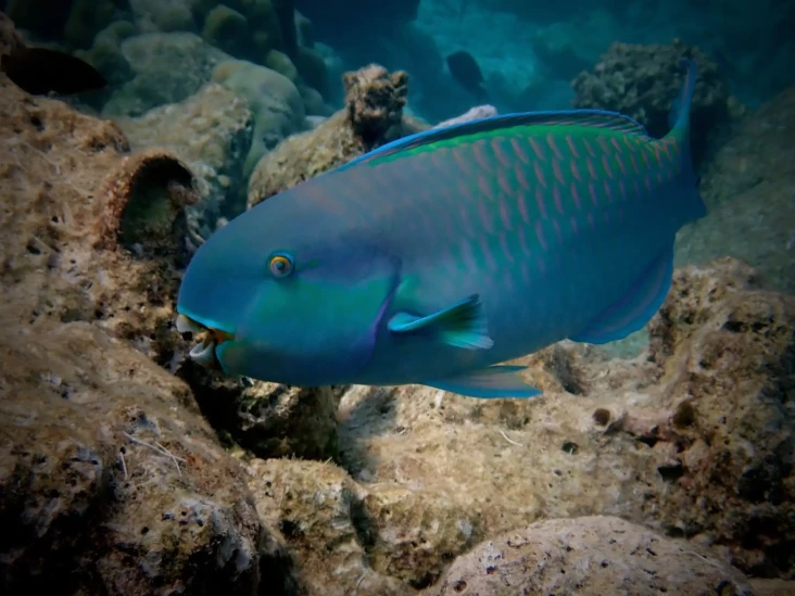 Keunikan Blue Parrotfish,...