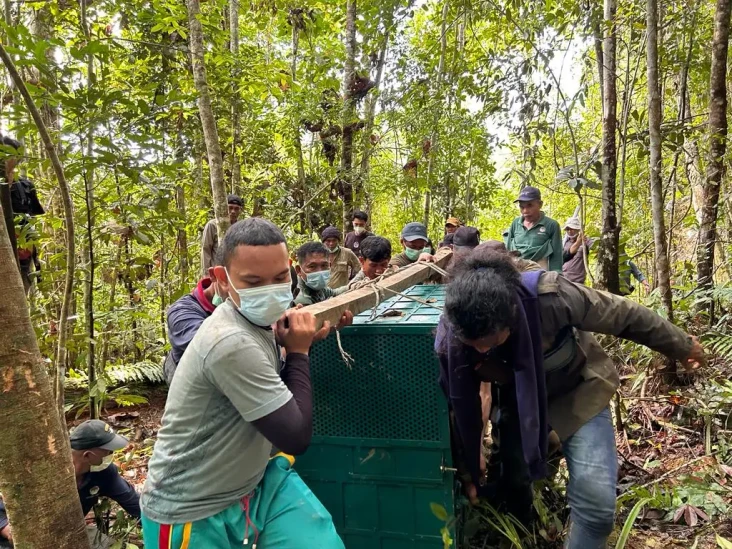 Usai Direhabilitasi,...
