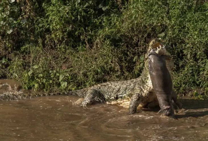 Kejadian Langka, Buaya...