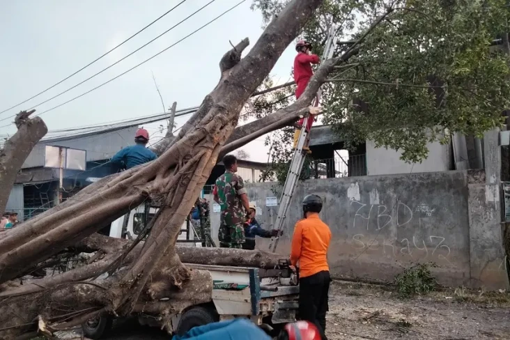 Pohon Beringin Tumbang,...