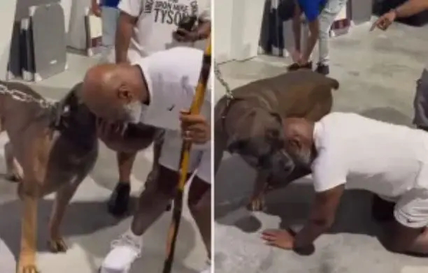 Lihatlah, Mike Tyson...