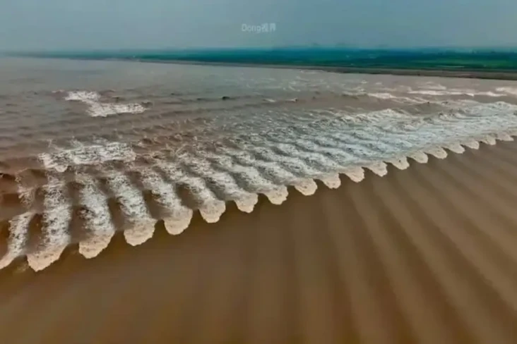 Gelombang Sisik Ikan,...