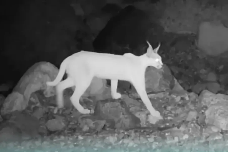 Kucing Langka yang Suka...