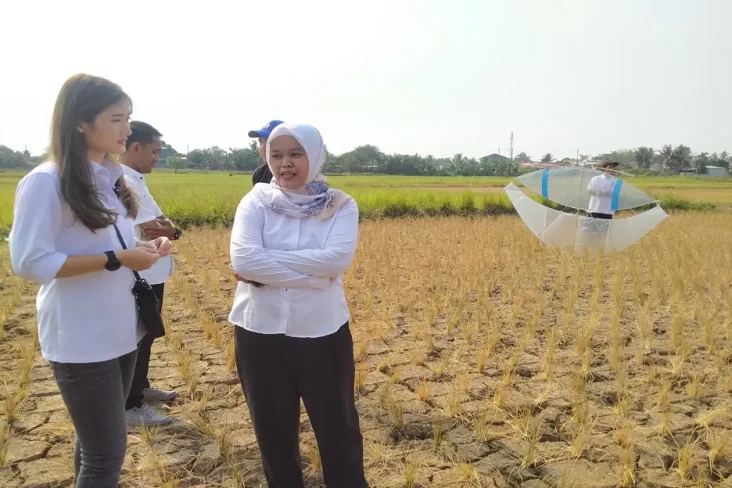 Hiburan Musim Kemarau,...