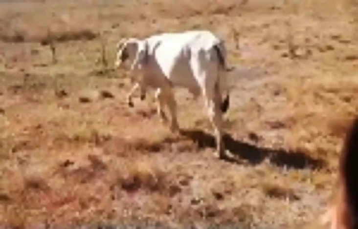 Sapi Aneh dengan 2 Kaki...