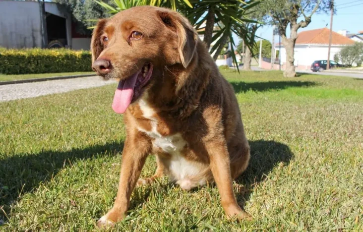 Bobi, Anjing Tertua...