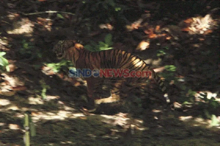 Harimau Sumatera Terjerat...