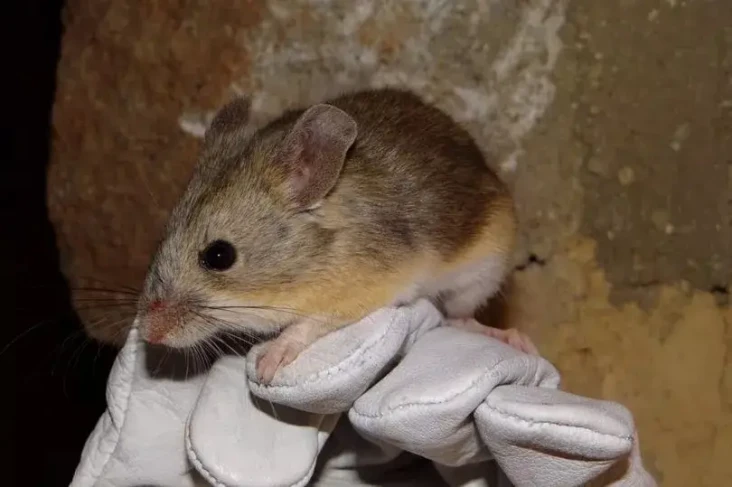 Astronot Siap Bawa Tikus...